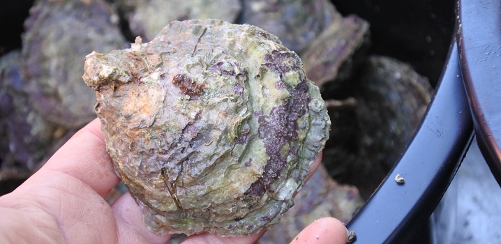 Close up of a closed oyster
